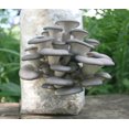 thumbnail image 3 of Kit de cultivo de hongos Root Mushroom Farm 1,4 kg Blue Oyster, 3 of 4