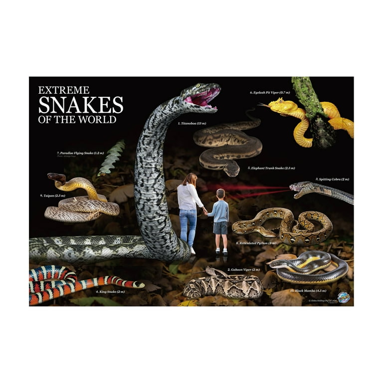 Extreme Snakes of the World Extreme Snakes of the World