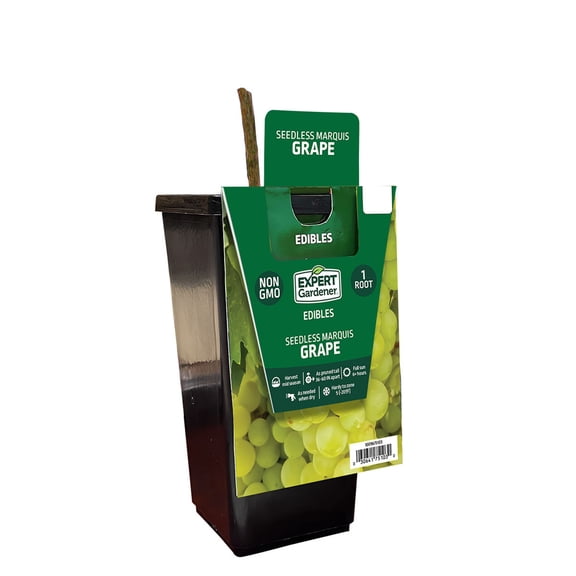 Expert Gardener Seedless Marquis Grape Plant Root - Full Sun Perennial