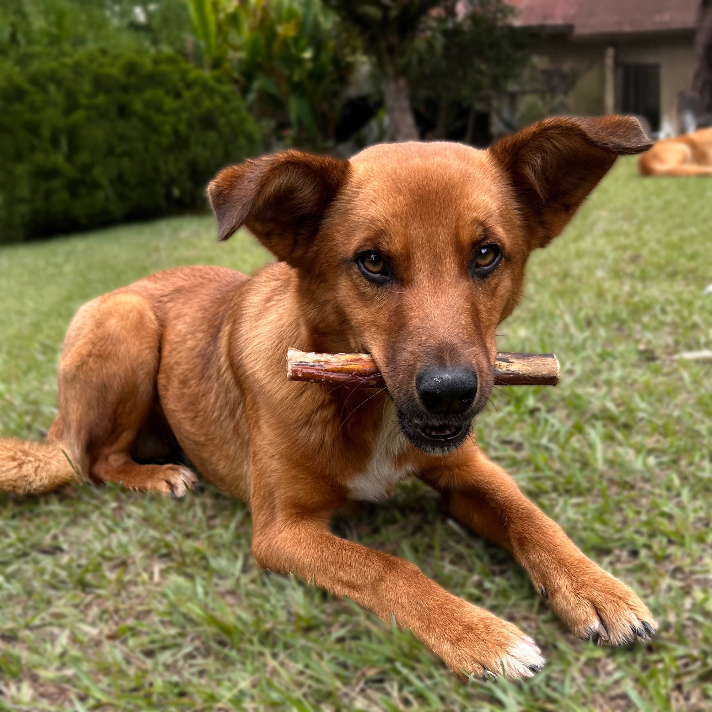 Long Lasting Bully Sticks for Dogs 6" Standard 10 pcs Bag