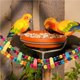 thumbnail image 4 of Juguete De Escalera Colorido Columpio Juguete De Madera Masticar Colgante De Juguete Suspensión Arcoíris Puente Colgante Mascota Juguete Multifuncional Jaula Accesorios Con Campanillas 3 Piezas Vogacara PT001234-00, 4 of 7