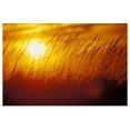 thumbnail image 1 of Great BIG Canvas | "Sunset Grass" Art Print - 36x24, 1 of 4