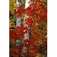 thumbnail image 2 of Carlson, Mark 23x32 Black Ornate Wood Framed with Double Matting Museum Art Print Titled - MI, White paper birch with maple trees in Autumn, 2 of 4