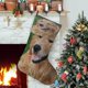 thumbnail image 1 of Golden Retriever Tema: Calcetines de Navidad, fino lino blanco para colgar en escaleras y chimenea, decoración navideña para el hogar, regalo de Navidad.54cm×38cm, 1 of 5