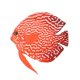thumbnail image 4 of Fish Tank Ornament Aquarium Decoration Tropical Fake Fish Funny Artificial Luminous Fish 01#, 4 of 4