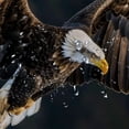 thumbnail image 5 of Awypu Shower Curtain Brown and White Flying Bald Eagle Picture Waterproof Multiple Sizes White, 5 of 7