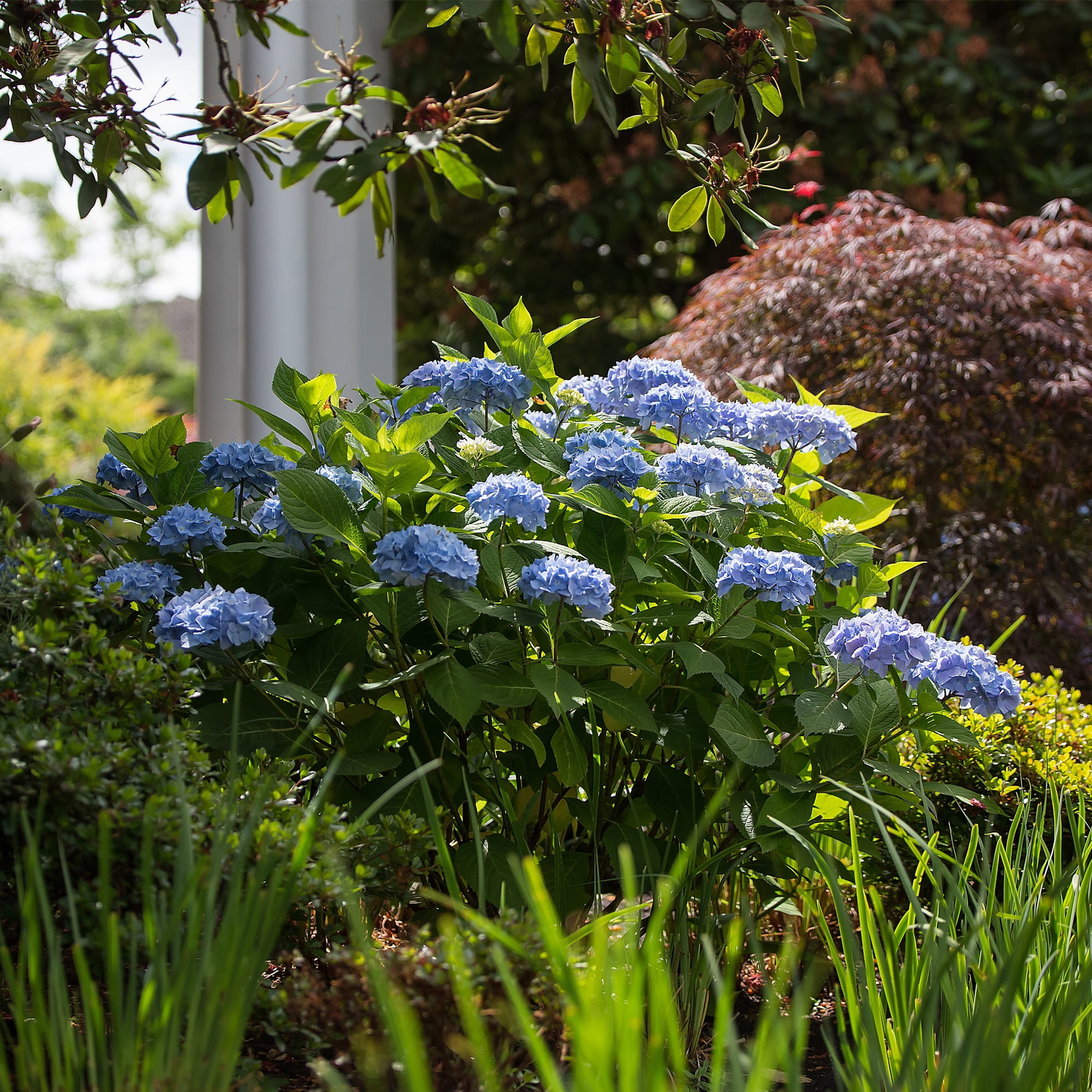 Endless Summer The Original Reblooming Hydrangea Live Shrub in 2-Gallon Grower Pot