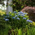 thumbnail image 5 of Endless Summer The Original Reblooming Hydrangea Live Shrub in 2-Gallon Grower Pot, 5 of 12