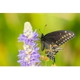 thumbnail image 2 of Jaynes Gallery 32x23 Black Ornate Wood Framed with Double Matting Museum Art Print Titled - Florida-Orlando Wetlands Park Eastern black swallowtail butterfly on flower, 2 of 4