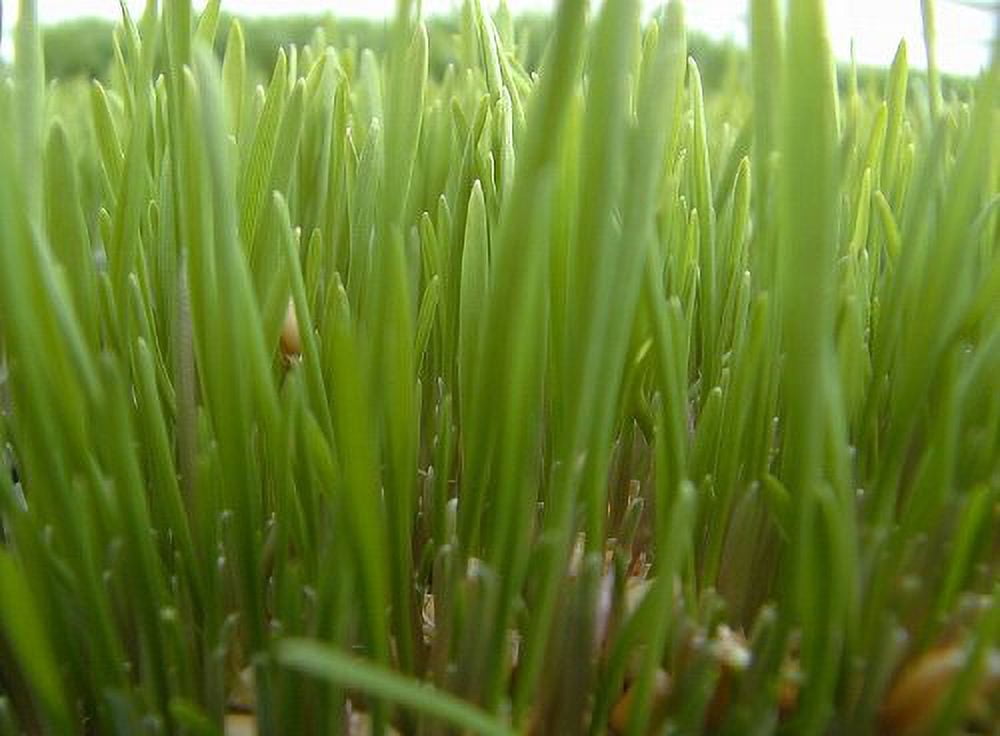 5lb Kansas Wheat, Wheat Seed, Cat Grass, Wheat Grass, Better Than Organic