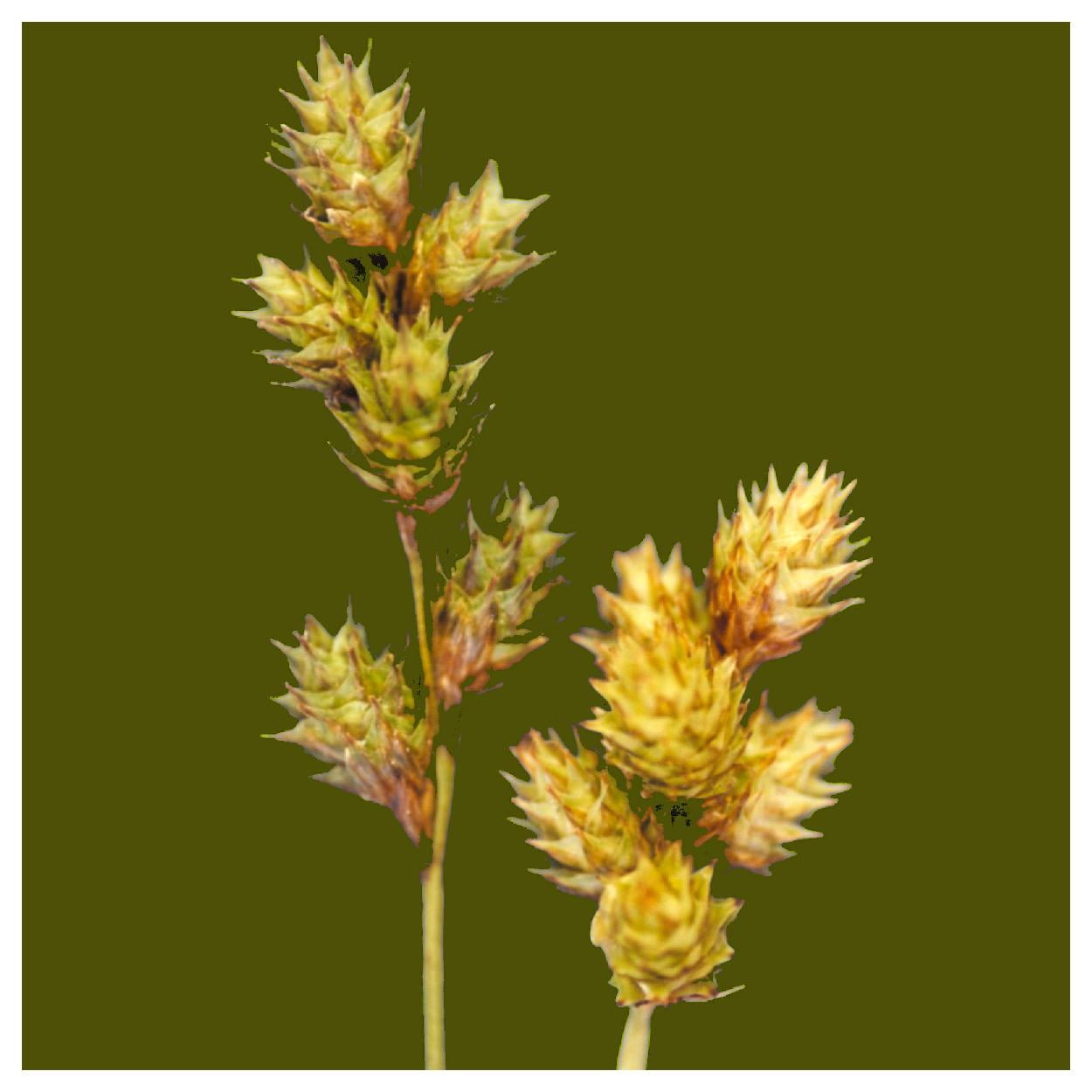 Everwilde Farms - 1/4 lb Plains Oval Sedge Native Grass Seeds - Gold Vault Bulk Seed Packet