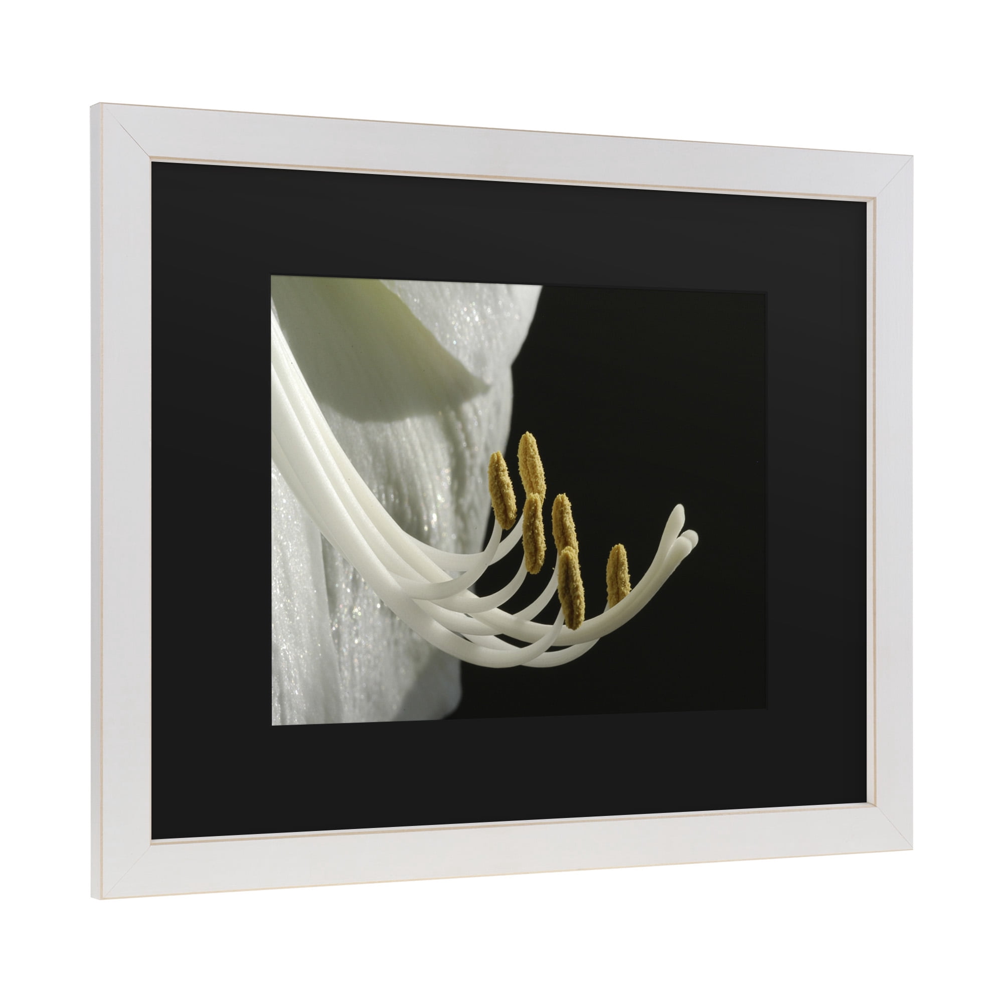 Trademark Fine Art 'Intimate Amaryllis' Canvas Art by Kurt Shaffer