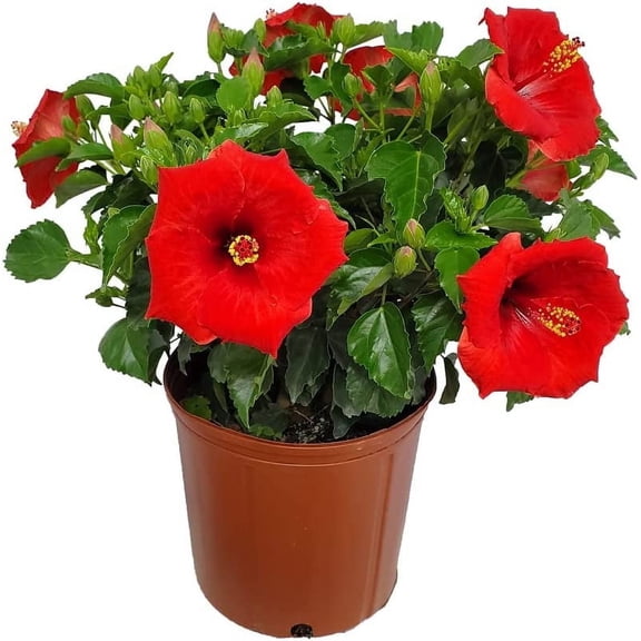 Tropical Plants of Florida 22" to 26" Yoder Red Hibiscus Bush Plant; Full Sunlight, Outdoor Flowering Plant, Growers Pot