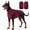 Red, variant on Amztom Dog Winter Fleece Vest, Warm Thermal Home Wear with High Elastic Snug Fit, Soft Cozy Puffer Vest for Cold Weather, (Blue,M)