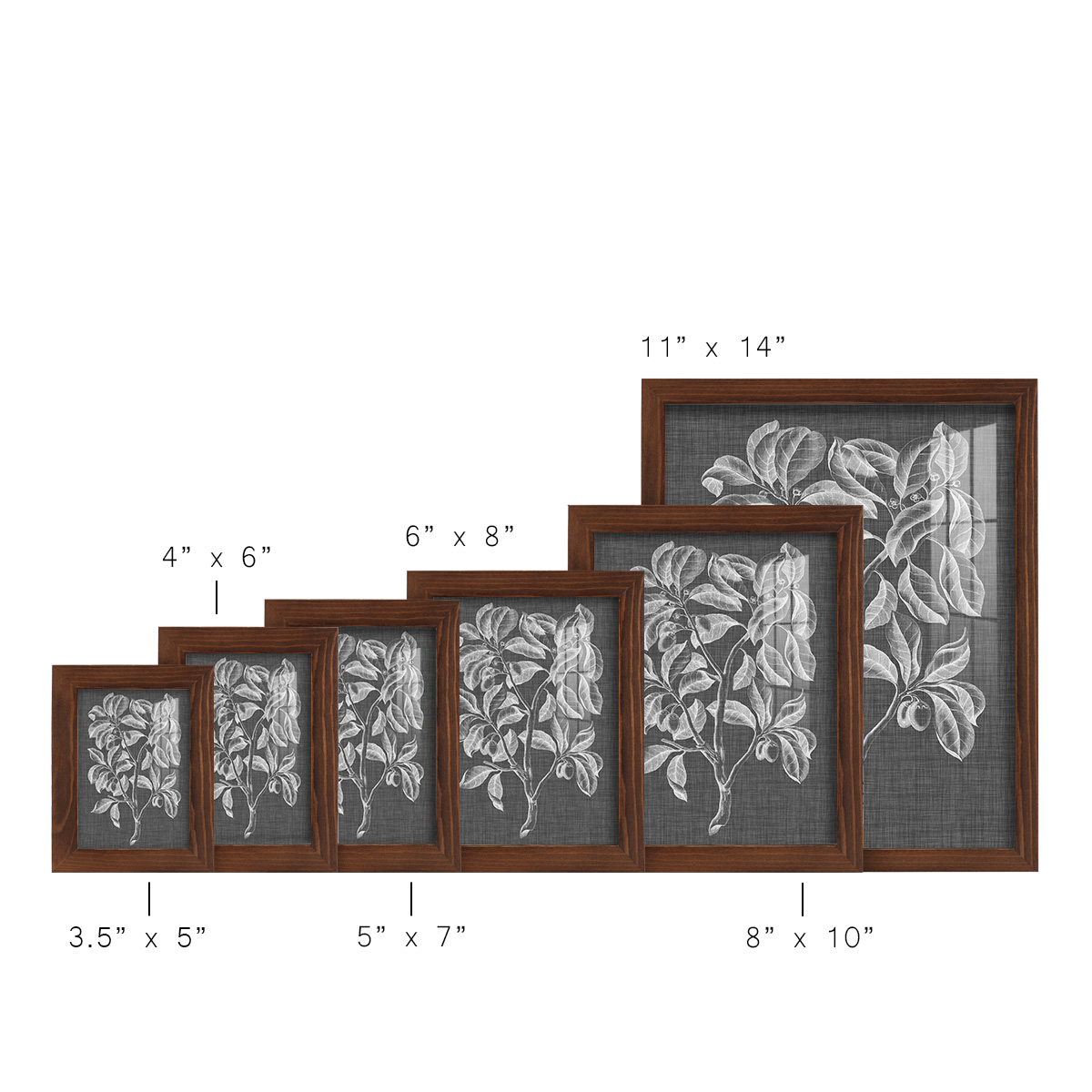 Graphic Foliage I - Framed Print w/glass - Chestnut