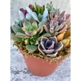 thumbnail image 3 of Pixie Paradise Live Succulent Arrangement 6 inch, 3 of 5