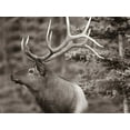 thumbnail image 2 of Fitzharris, Tim 18x15 White Modern Wood Framed Museum Art Print Titled - Elk Sepia, 2 of 4