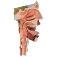 thumbnail image 2 of Axis Scientific Cavities of The Nose, Mouth, and Throat with Larynx - Detailed Anatomy Model for Medical Education and ENT Study, anatomical model, life size, 3 human body model, medical students, 2 of 6