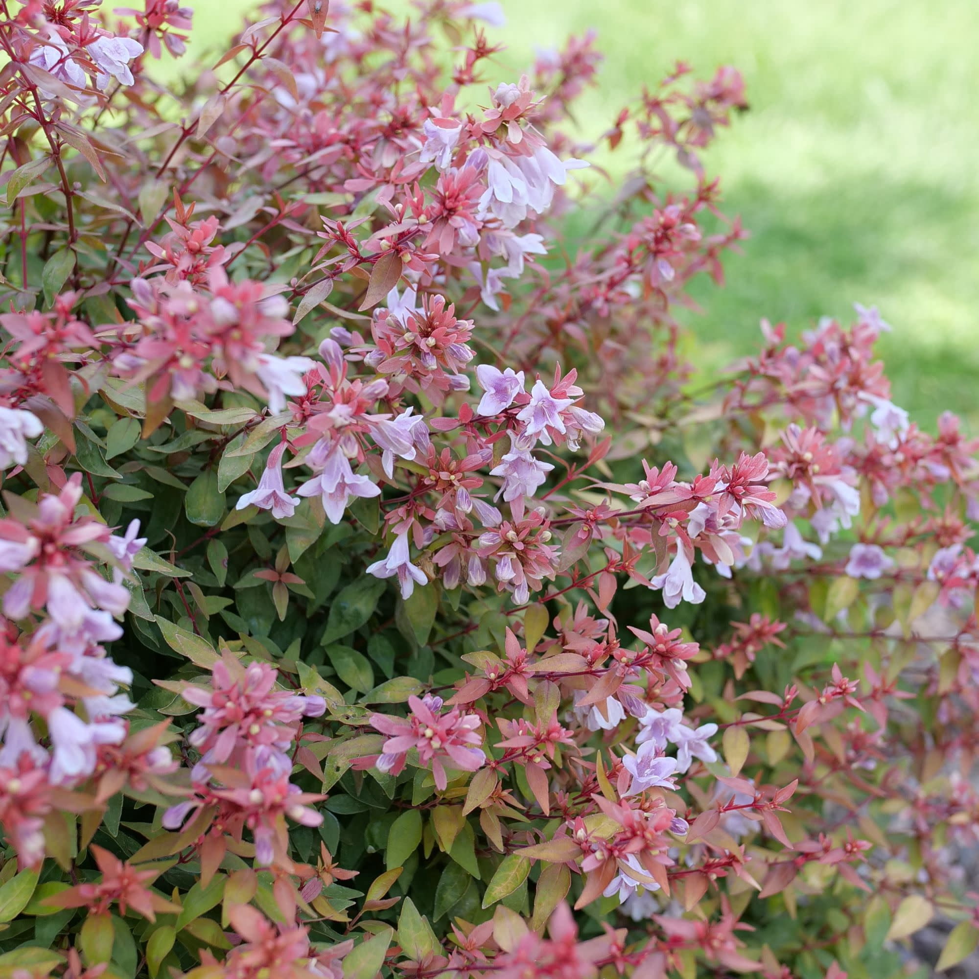 Proven Winners ColorChoice 5" Pink Poco Loco Abelia Live Plant in 4.5" Pot (4 Count)