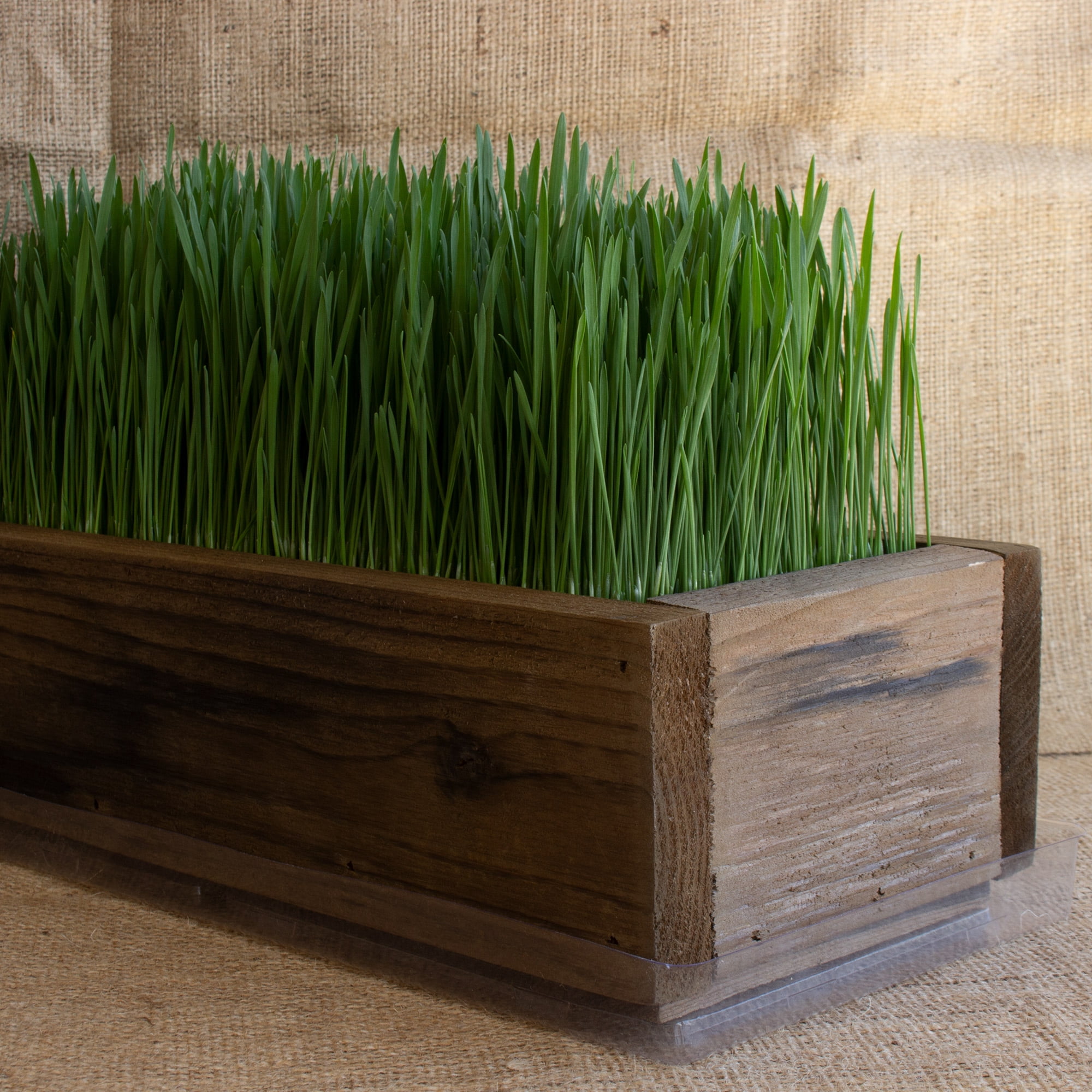 Organic Cat Grass Seeds Kit - Decorative Reclaimed Barnwood Style Organic Wheatgrass Seeds Planter - Rich Brown - Hairball Remedy for Cats, Healthy Pet Grass Supplement & Wheatgrass Growing Kit