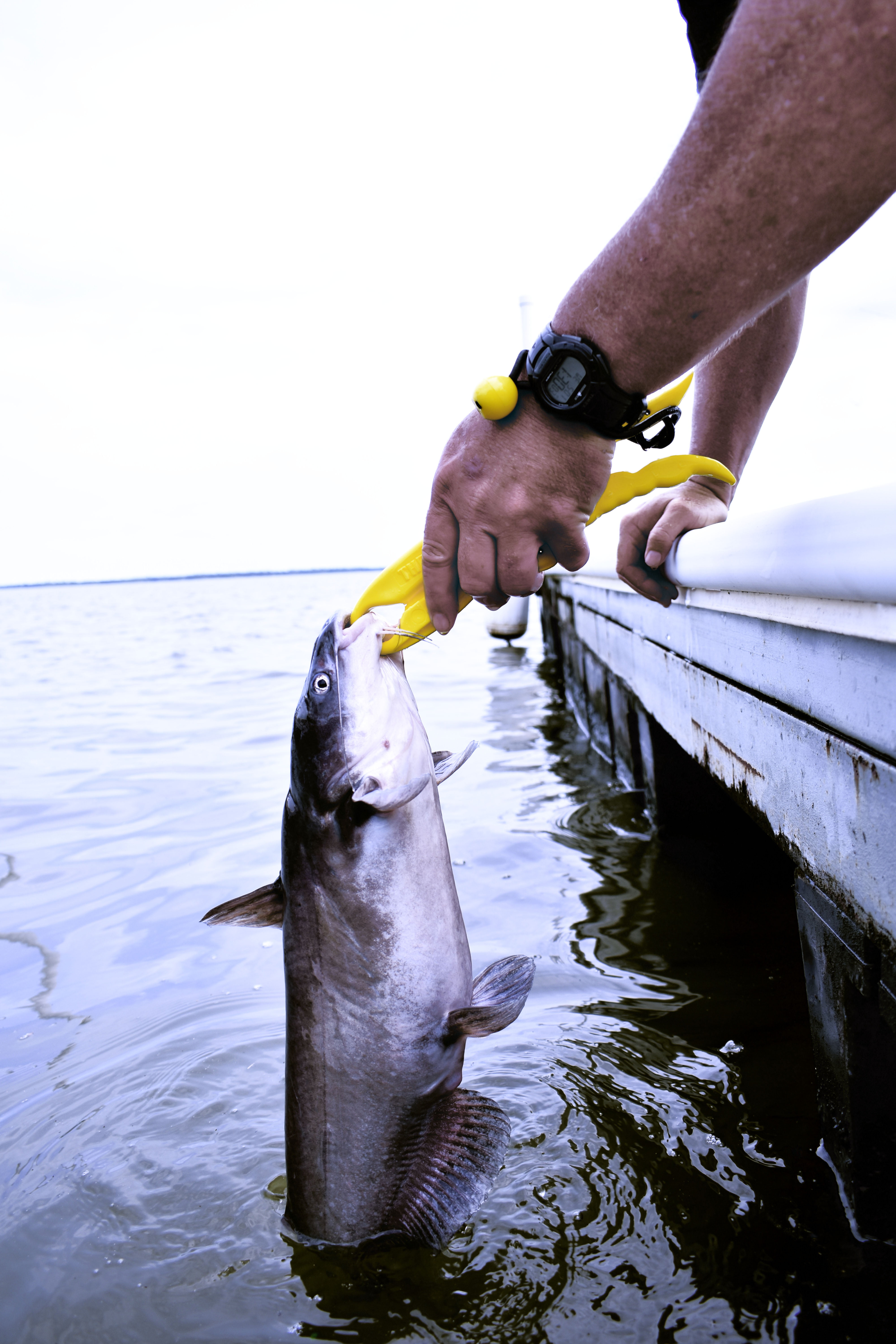 Asian Man Wear Fishing Boot and Short Using a Landing Net and Fish Lip  Gripper To Catch the Catfish Stock Photo - Image of hand, finding: 229563540