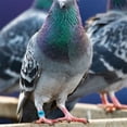 thumbnail image 1 of BESTYASH 100pcs Pigeon Identify Ring Sky-Blue Aluminum Tracking For Racing Breeders, 1 of 7