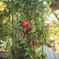 thumbnail image 4 of Gardeners Blue Ribon TMC3PACK 5 ft. Sturdy Ultomato Tomato Cage - Pack of 3, 4 of 7