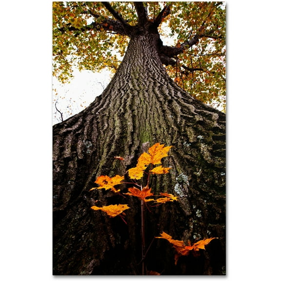 Trademark Fine Art "Mighty Maple and Sapling" Canvas Art by Kurt Shaffer