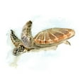 thumbnail image 3 of Shefranov, Olga 24x20 Black Modern Framed Museum Art Print Titled - Turtle, 3 of 5