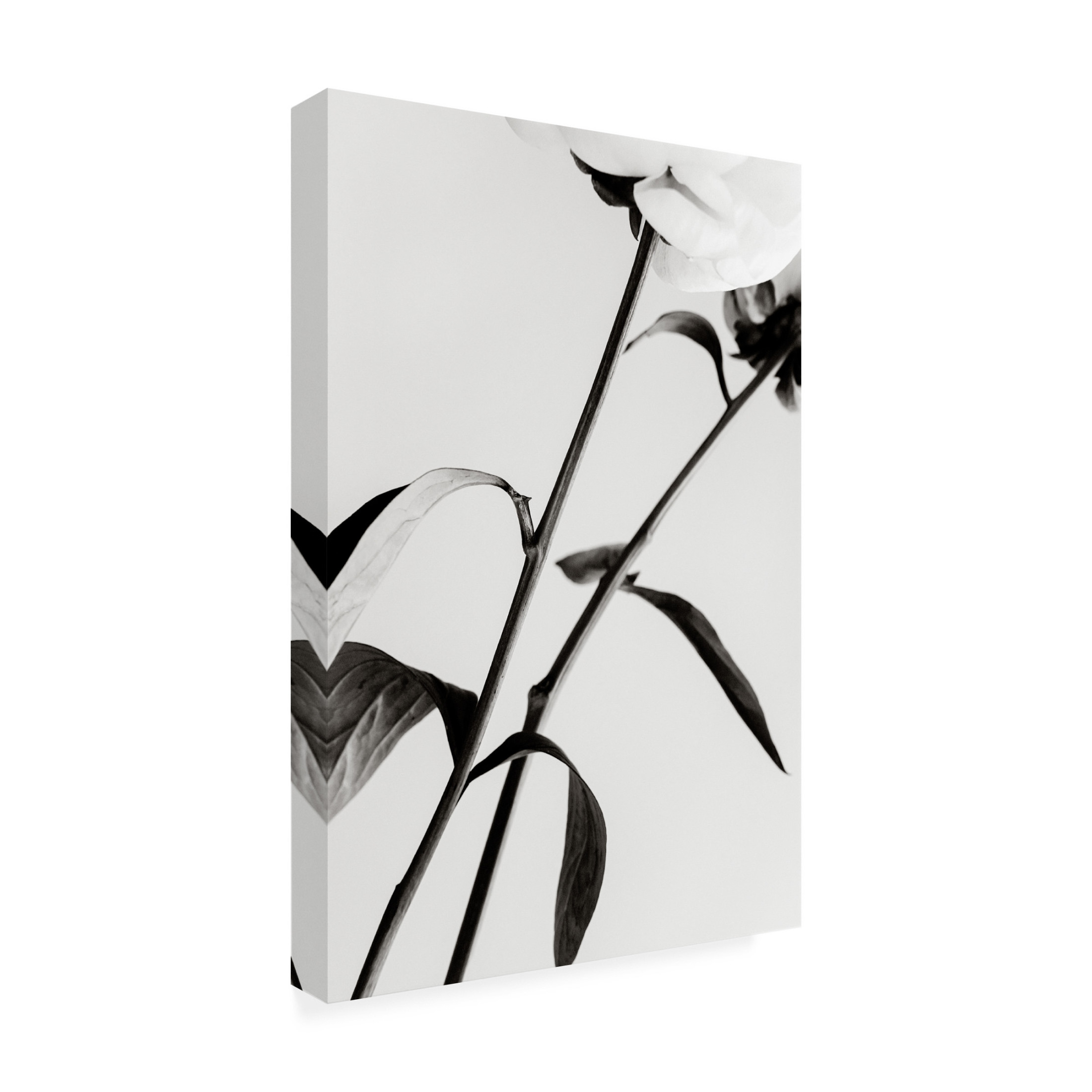 Trademark Fine Art Pictufy Studio III Peony 08 Canvas Wall Art