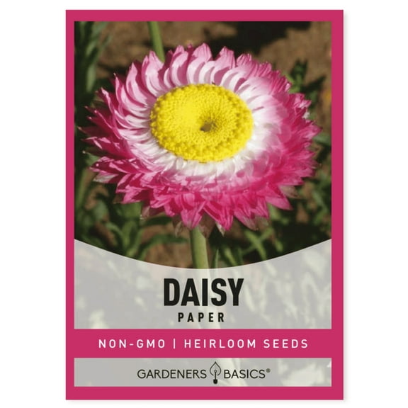 Paper Daisy Seeds