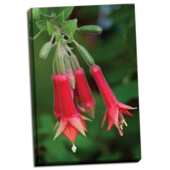 Gango Home Decor Fuchsia Bloom I by Erin Berzel (Ready to Hang); One 24x36in Hand-Stretched Canvas