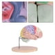 thumbnail image 3 of 1:2 Modelo anatómico médico del cerebro humano Nervio de la corteza cerebral 4 partes, 3 of 13
