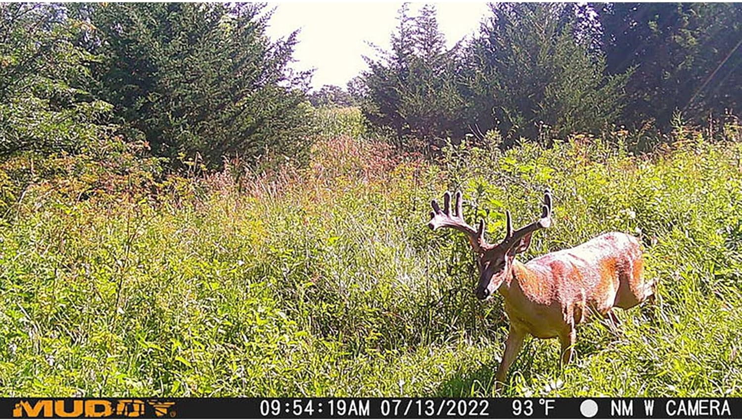 Muddy Morph Cellular AT&T Trail Camera 26 MP with 16GB SD Card & AA Batteries