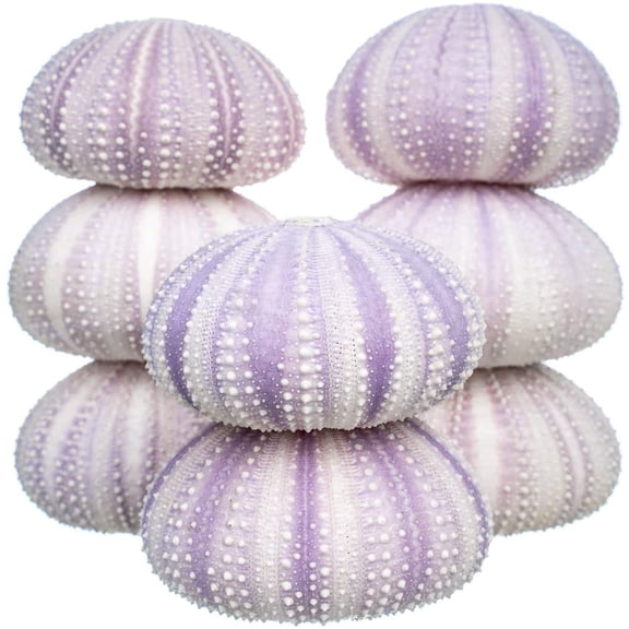 Sea Urchin | 8 Purple Sea Urchin Shells for Craft and Decor