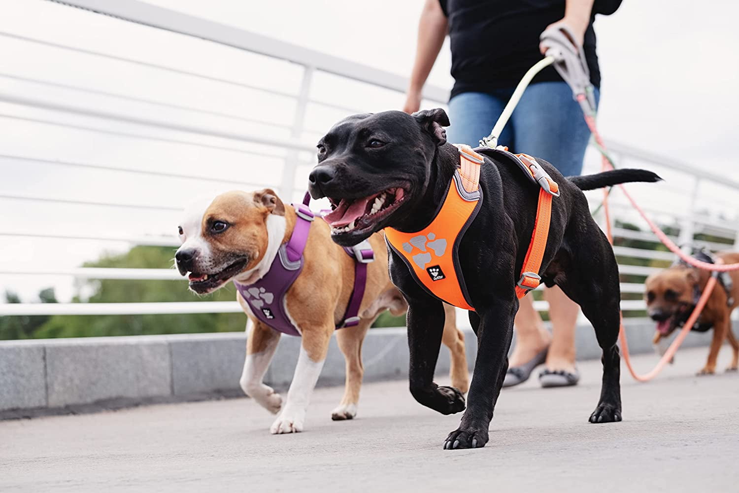 Hurtta weekend warrior clearance harness