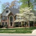 thumbnail image 2 of Brighter Blooms White Dogwood Tree - 4-5 ft., 2 of 6