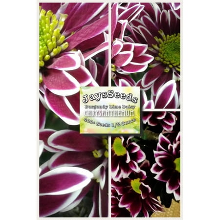 - Burgundy Lime Daisy Mum - Chrysanthemum Seeds 1/2 Ounce