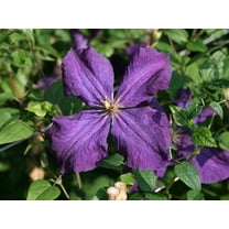 Clematis Polish Spirit - 5 Live Plants in 4 Inch Growers Pots - Clematis 'Polish Spirit' - Starter Plants Ready for The Garden - Beautiful Purple Flowering Vine