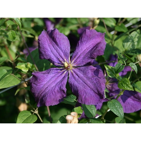 Clematis Polish Spirit - 5 Live Plants in 4 Inch Growers Pots - Clematis 'Polish Spirit' - Starter Plants Ready for The Garden - Beautiful Purple Flowering Vine