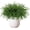 Pine Needle, variant on 6 Pieces Christmas Norfolk Pine Needle Branches with Pine Cones, 18 Inch Artificial Norfolk Pine Stems, DIY Crafts Faux Greenery for Xmas Home Decor Garland Wreath Craft