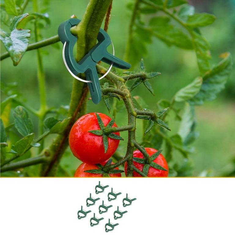 20pc Flower Tomato Vegetable Garden Clips Climbing Plant Support Stake Stem Ties 20pc Flower Tomato Vegetable Garden Clips Climbing Plant Support Stake Stem Ties