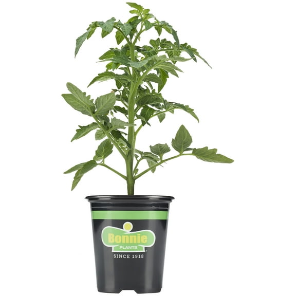 Bonnie Plants Husky Cherry Red Cherry Tomato 19.3 oz.