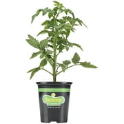 Bonnie Plants Husky Cherry Red Cherry Tomato 19.3 oz.