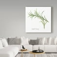 thumbnail image 3 of Trademark Fine Art 'Variegated Rosemary v2' Canvas Art by Chris Paschke, 3 of 3