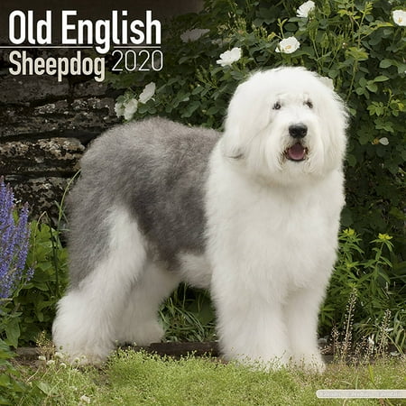 Sheepdog 2010 Calendar - Old English Sheepdog Calendar 2020 - Sheep Dog Breed Calendar - Sheepdog Premium Wall Calendar 2020