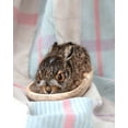 thumbnail image 2 of Soderman, Tania 20x24 Gold Ornate Wood Framed with Double Matting Museum Art Print Titled - Baby Rabbit II, 2 of 4