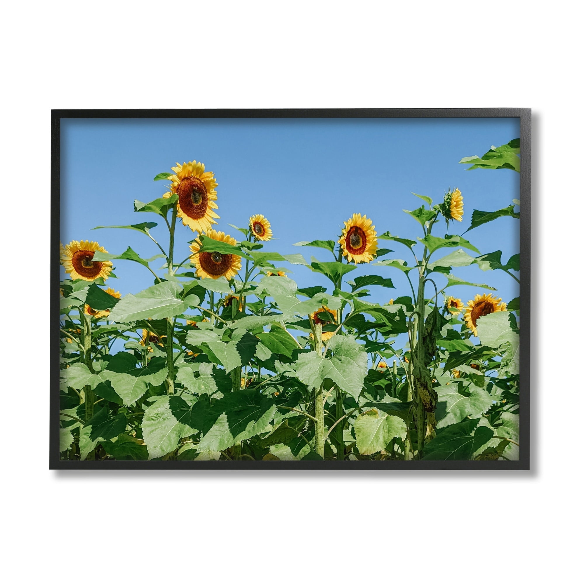 Stupell Industries Tranquil Country Sunflower Meadow Sunny Daytime Blooms Photograph White Framed Art Print Wall Art, Design by Kali Wilson