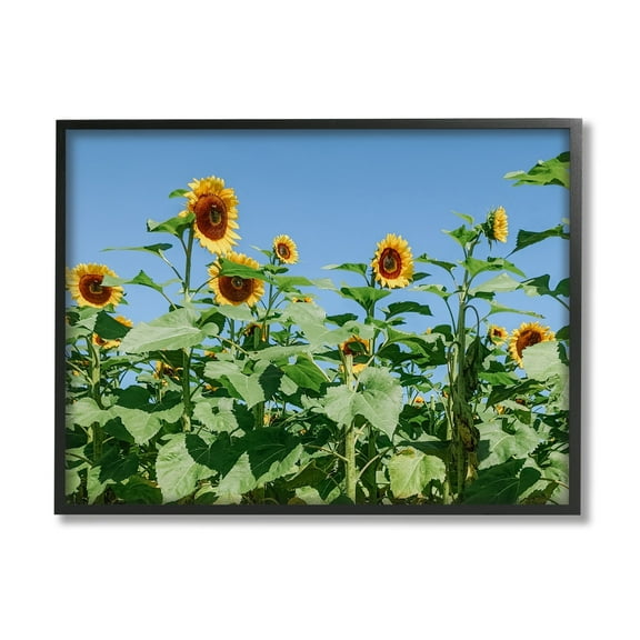 Stupell Industries Tranquil Country Sunflower Meadow Sunny Daytime Blooms Photograph Black Framed Art Print Wall Art, Design by Kali Wilson