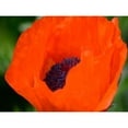 thumbnail image 3 of Plank, Savanah 14x12 Black Modern Framed Museum Art Print Titled - Orange Poppy, 3 of 5